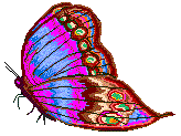 [Butterfly Image]