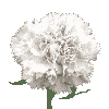 [White Carnation Image]